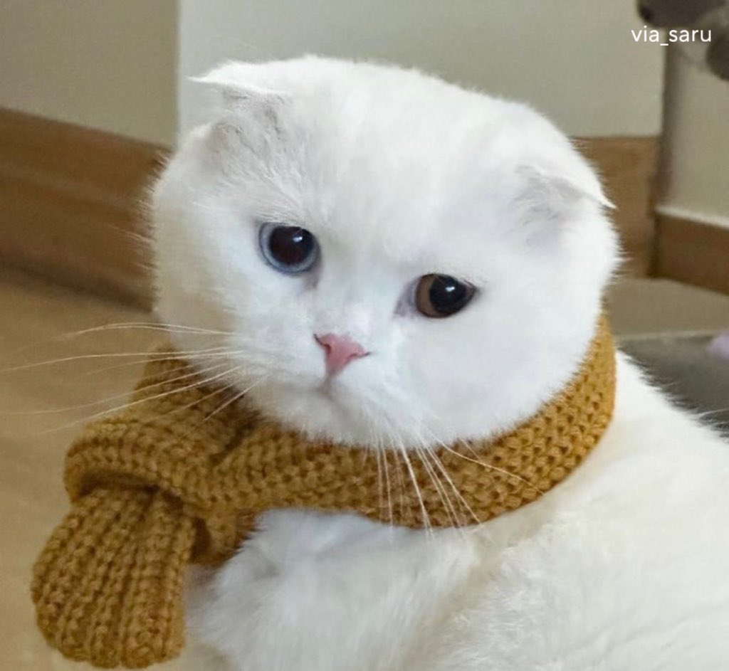 fromkittyk's tweet image. 