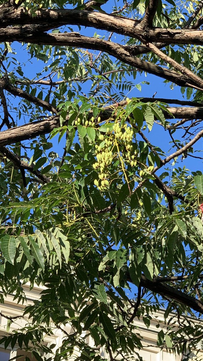 TreesParis's tweet photo. Chinese mahogany, at Montparnasse cemetery entrance. Its leaves look like larger versions of the sophora japonicas on the same stretch https://t.co/ZonacT4Pnu