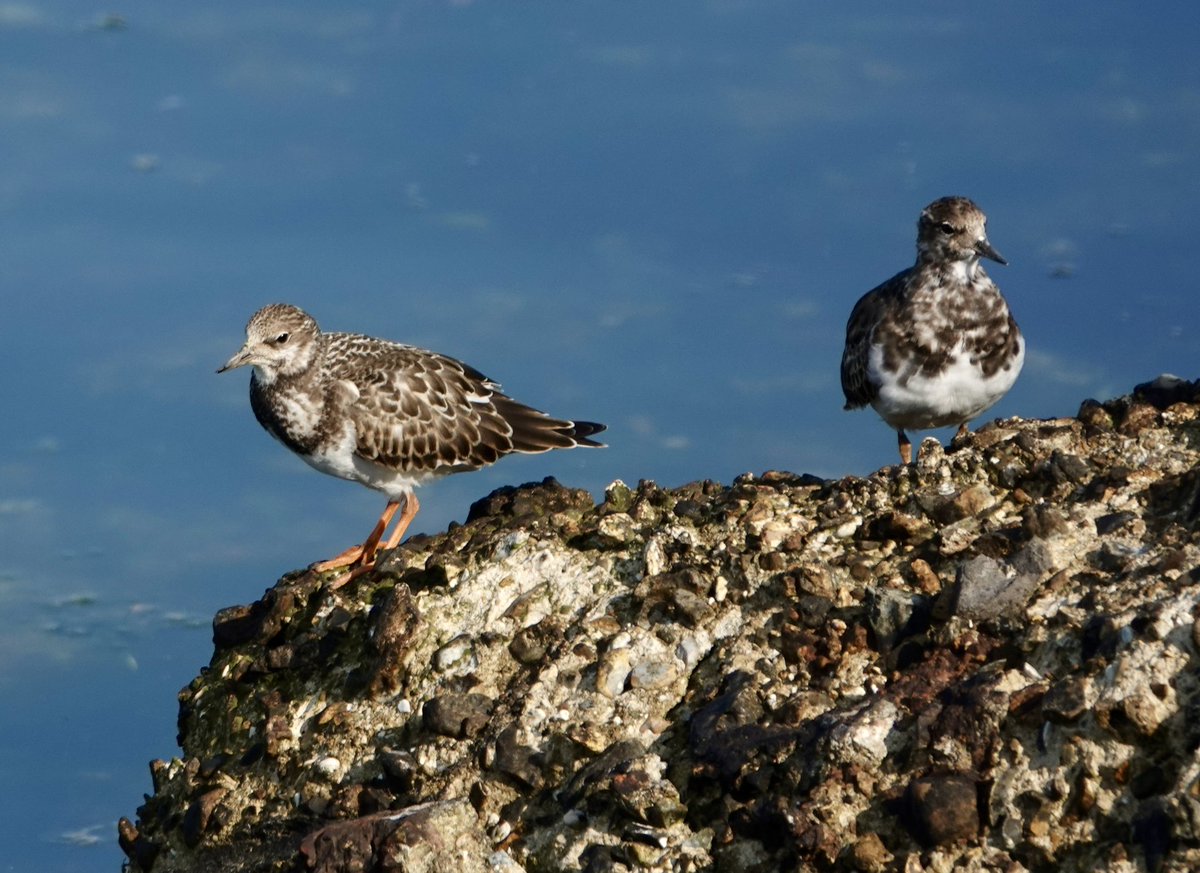 Mark following nature tweet media