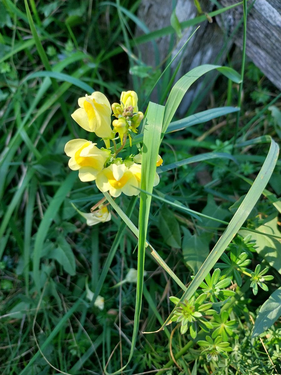 VenemaWil's tweet image. #AlphabetChallenge 
#WeekKforKnowledge 
Didn&apos;t know this was named Linaria Supina. Loved it anyway.
