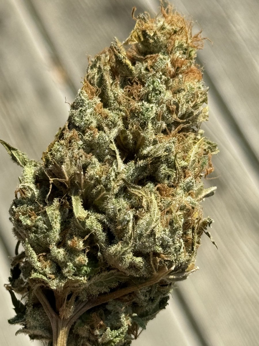 heretic conker tweet media