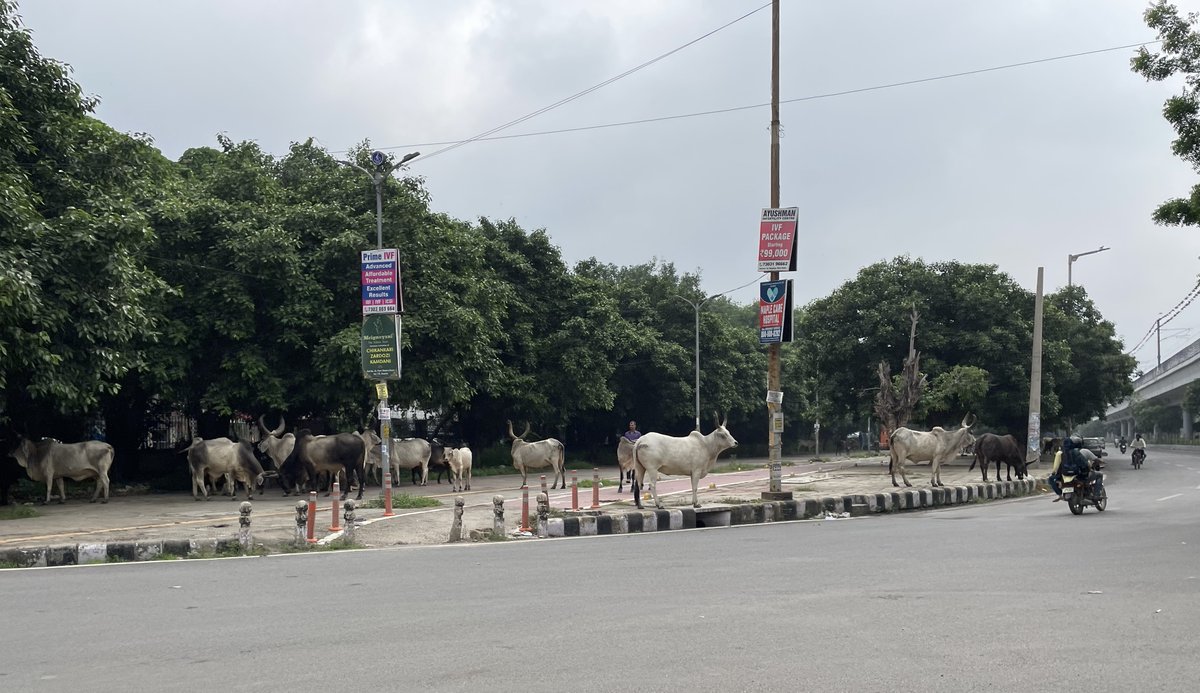 SoniaMinochka's tweet photo. Some days, the streets of Dwarka resemble a large gaushala. Most of these animals walk around calmly and I just keep hoping that there is no accident.
#Dwarka2024 #Dwarkdiaries #Delhi2024 #Streetsofdelhi https://t.co/SZfCa0VE9v