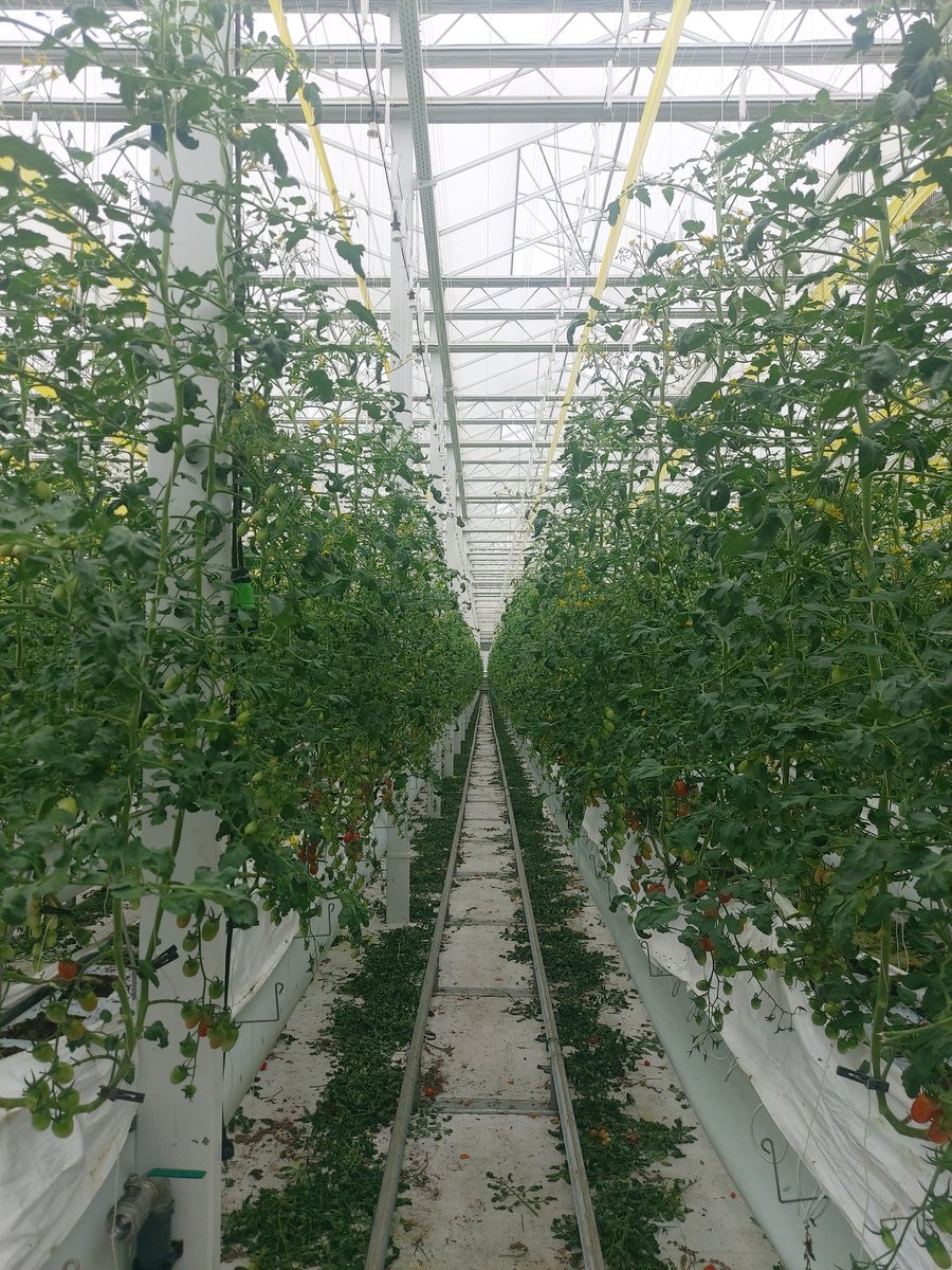 <a href="/mustapha_gajibo/">Mustapha A. Gajibo</a> <a href="/iyaboawokoya/">Madam PresIdent: It is All About Nigeria</a> This is interesting! I was in a similar greenhouse in South Korea just last week to kickstart a National Survey on crop parameters. Korea has several greenhouses privately owned and I wish Nigeria will get to such level one day.