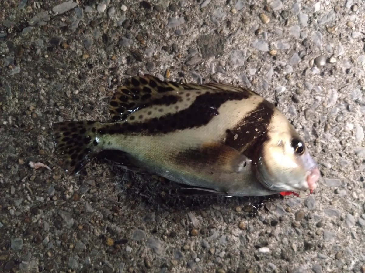 EvPartyi's tweet photo. 根掛かりだと思ったら、コショウダイだった（笑）
帰って素揚げだ! https://t.co/Wyk4lyI21F