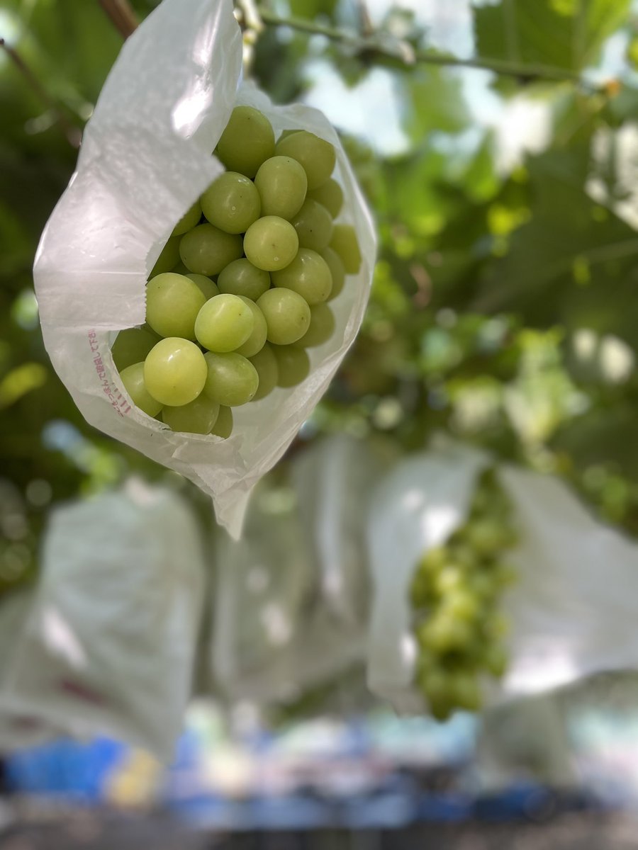 yumiyumi717's tweet image. ぶどうって、こんなにたくさん食べれるのね🤭というくらい食べ続けた
ぶどうの木の下、風がそよそよと気持ちよい　時間無制限、手をつけた房は食べきるか買い上げるというシステムが気に入った
次回はぶどうの木の下でお昼寝したい💤

📍埼玉県狭山市宮信観光ぶどう園さん🙏