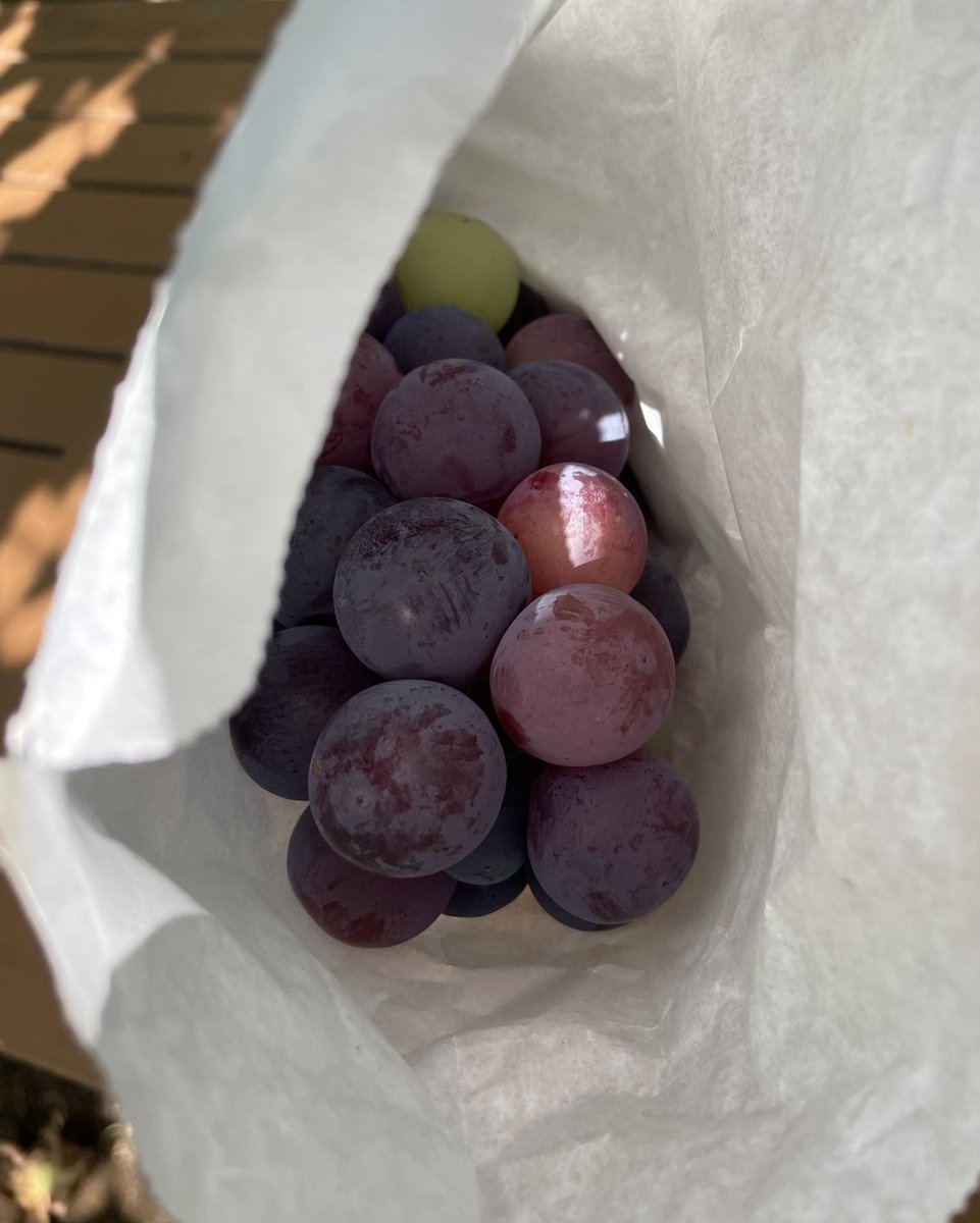 yumiyumi717's tweet image. ぶどうって、こんなにたくさん食べれるのね🤭というくらい食べ続けた
ぶどうの木の下、風がそよそよと気持ちよい　時間無制限、手をつけた房は食べきるか買い上げるというシステムが気に入った
次回はぶどうの木の下でお昼寝したい💤

📍埼玉県狭山市宮信観光ぶどう園さん🙏