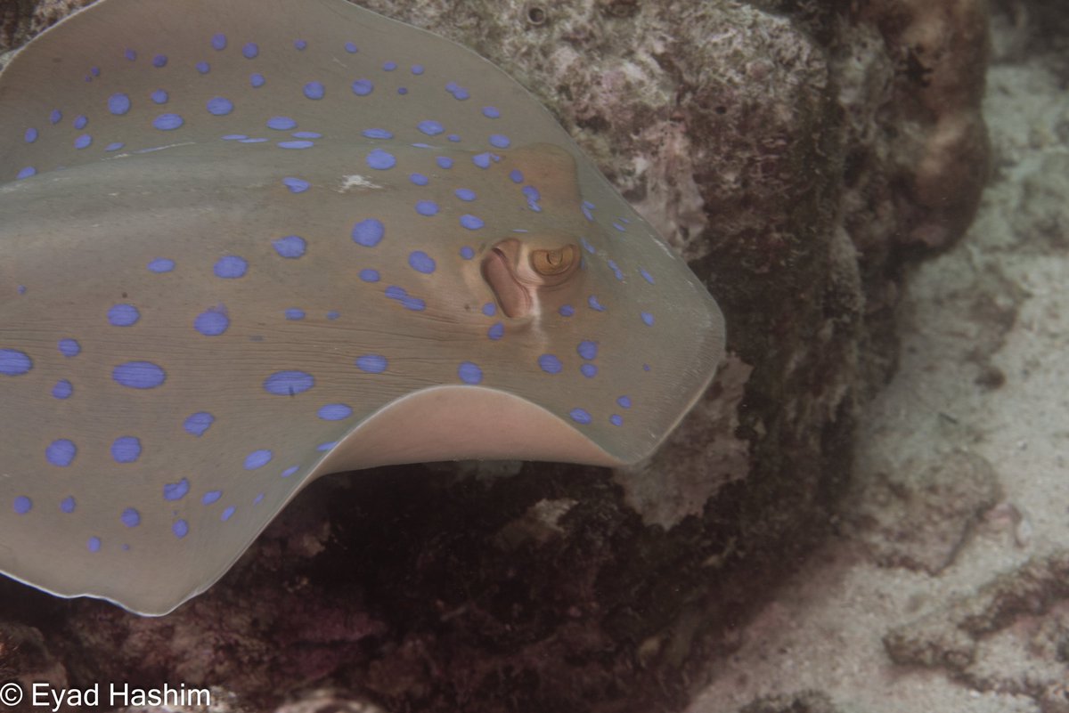 EyadHashim1's tweet photo. ■ Red Sea 
● Nikon
● micro105mm 
06-09-2024
#تصوري_من_بيئتي 
● لا تلمس لا تغير موقع الكائن صور على طبيعته .
@Lightroom 
@VisualsbySauter
@Panorama
@PanoPhotos
#scuba #padi 
#gi_Saudi
#underwater_world_photography 
#nikonphotography 
#saudicoralreefs
#National_Geographic https://t.co/CWfEcahCdj