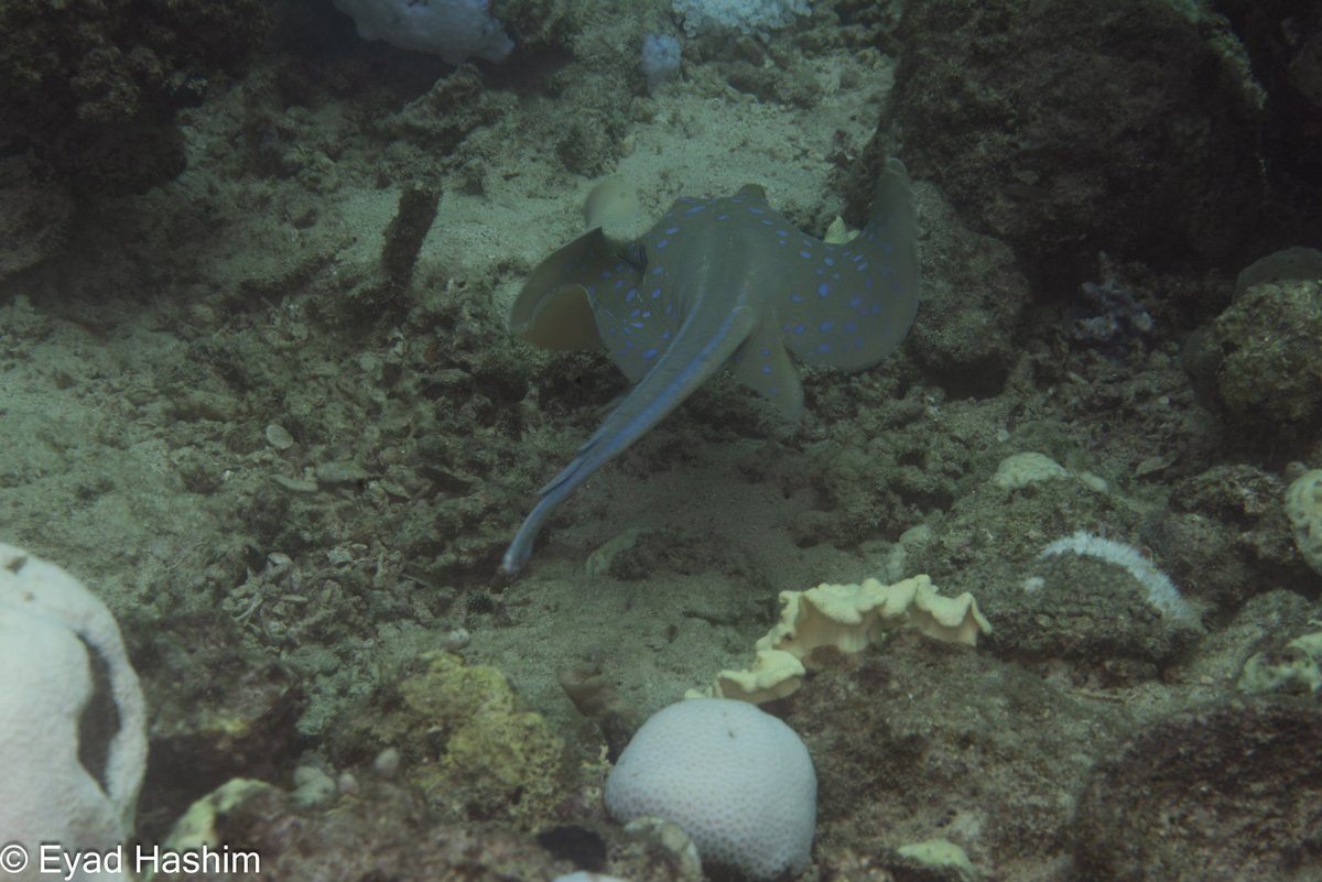 EyadHashim1's tweet photo. ■ Red Sea 
● Nikon
● micro105mm 
06-09-2024
#تصوري_من_بيئتي 
● لا تلمس لا تغير موقع الكائن صور على طبيعته .
@Lightroom 
@VisualsbySauter
@Panorama
@PanoPhotos
#scuba #padi 
#gi_Saudi
#underwater_world_photography 
#nikonphotography 
#saudicoralreefs
#National_Geographic https://t.co/CWfEcahCdj