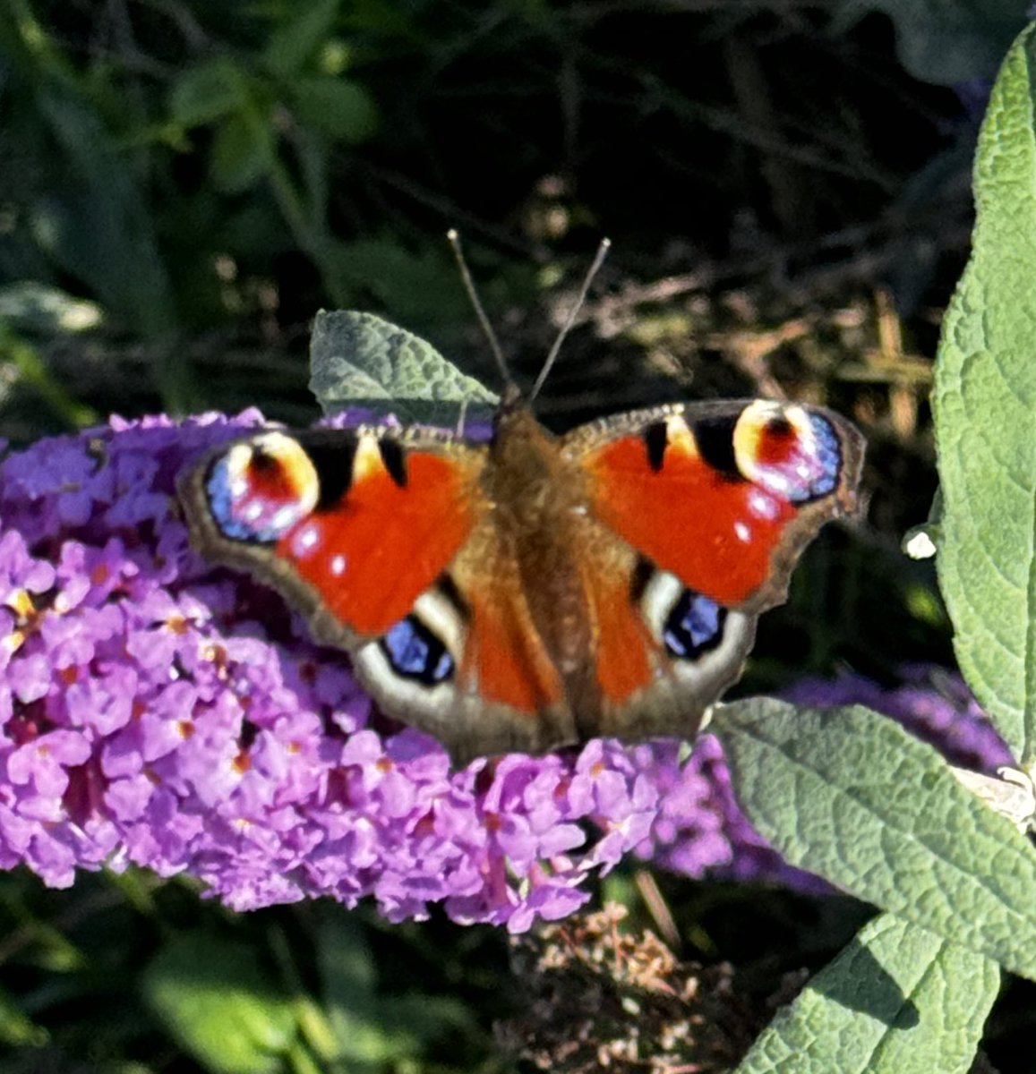 Amazed by nature's beauty. This stunning butterfly adds a touch of magic to an early autumn day. 🌸🦋