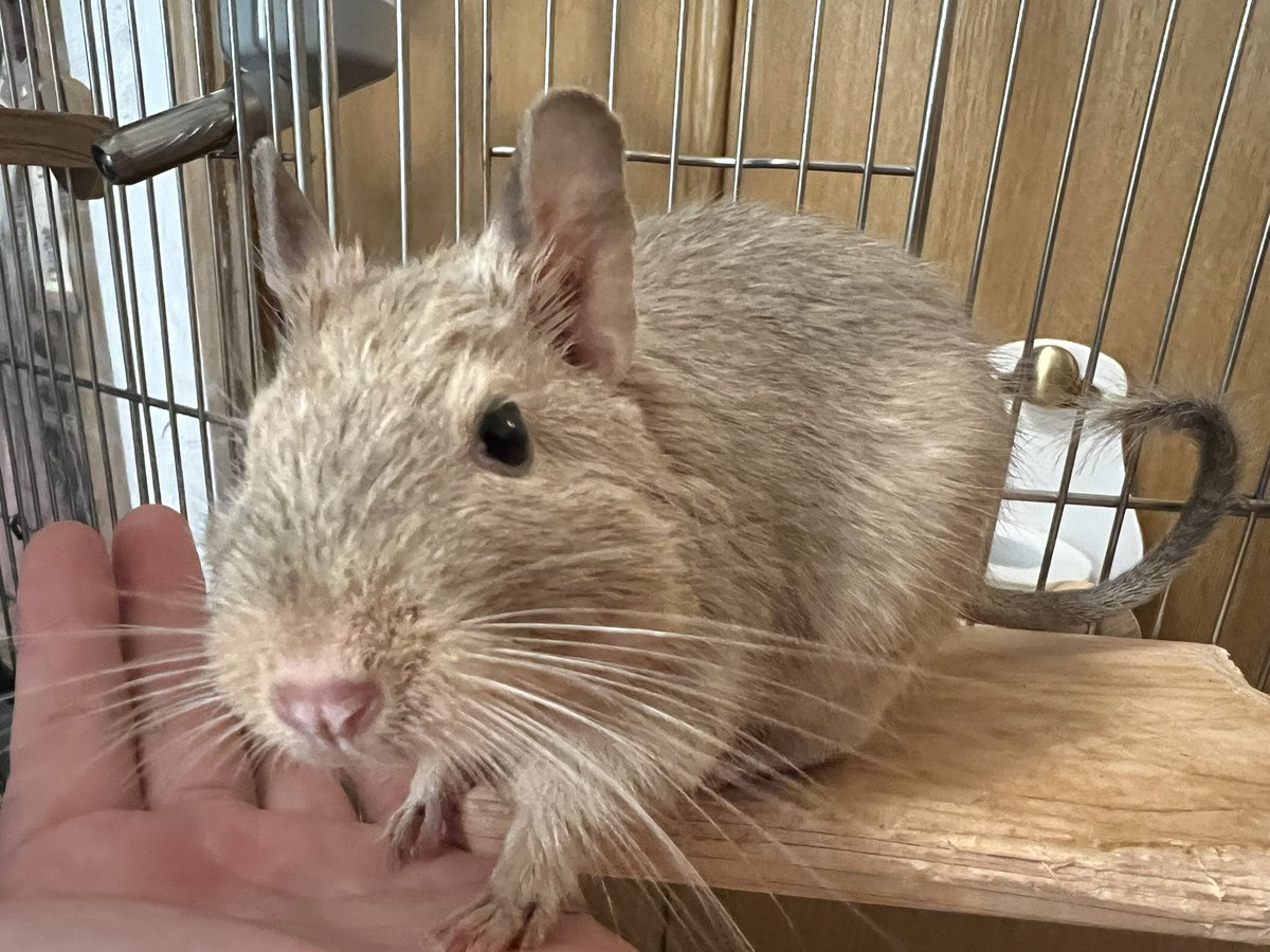 degu_genki's tweet image. #サンドデグーはいいぞ
サンドは活発なデグーらしいカラーでいつも明るい気持ちにしてくれます💛
#ニコちゃん☺︎