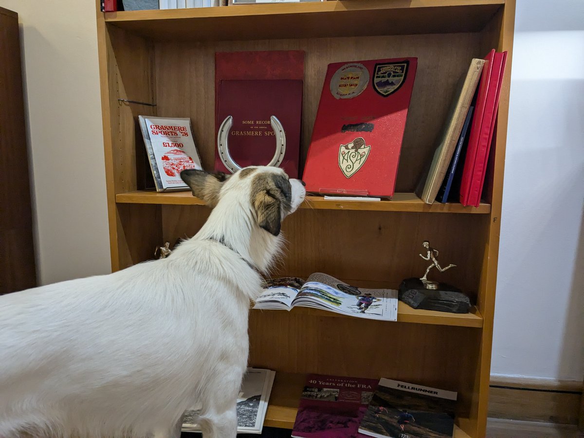 ArmittMuseum's tweet photo. Don't forget, we're a #dogfriendlymuseum!
Here's Fish the rescue collie cross who loves to run, exploring our #RunningIntFells exhibition and our shop 🐶
We're open Wed to Sun, 10am to 5pm - book tickets for you and a furry friend here: https://t.co/w18KCBIpua https://t.co/SYTMf3J1kD