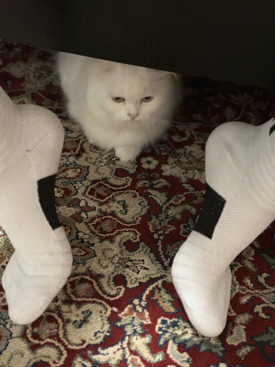 albadwanbasheer's tweet photo. #socks #sfefer #cat #airmax #Nike #sneckers https://t.co/SaJ0igIjZ4