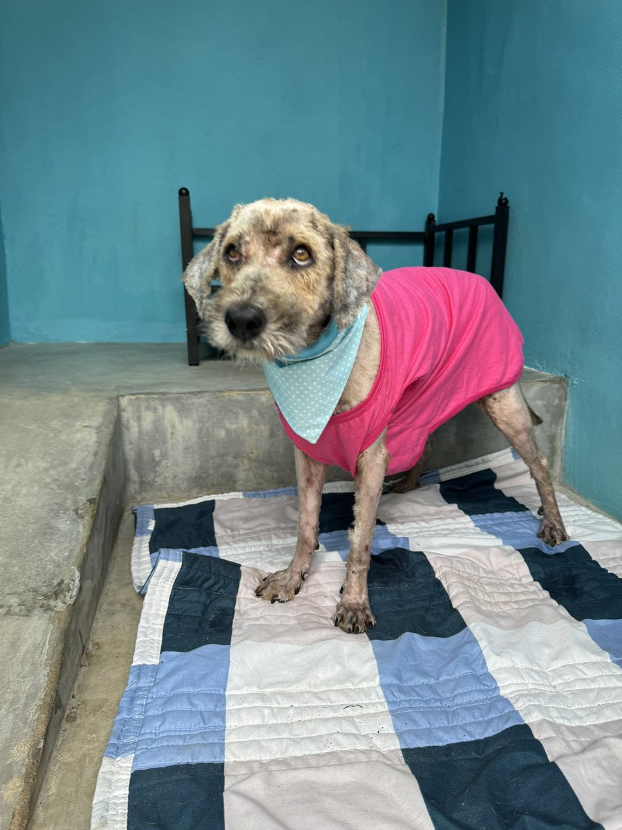 Niall Harbison tweet media