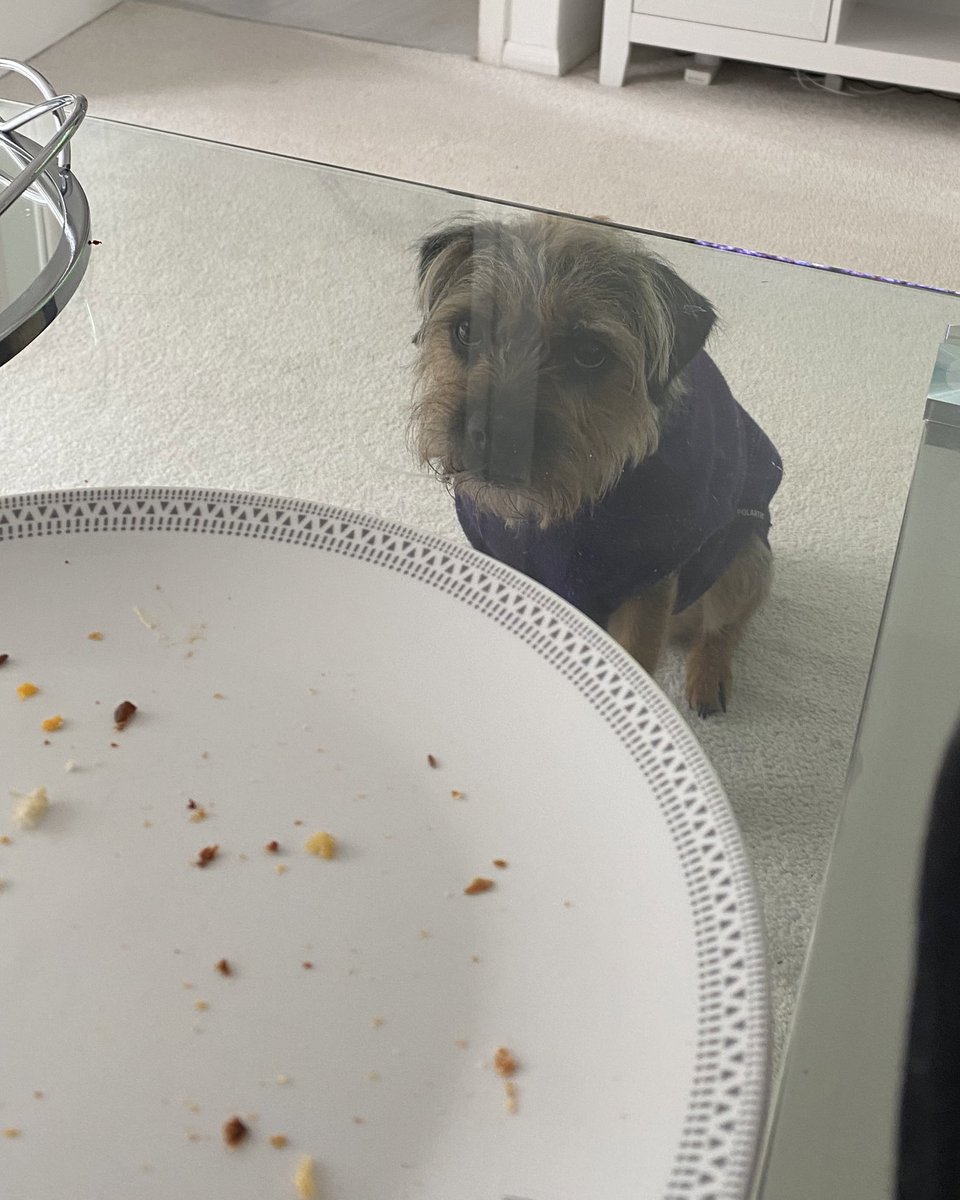 willowborder's tweet image. Favourite place when hoodad eats his lunch. Glare = 🧀 #btposse