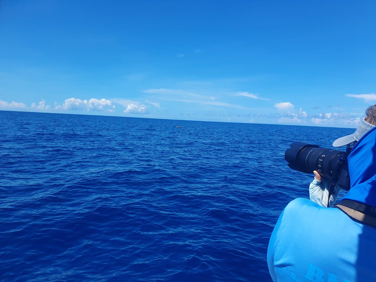 Great  encounter with Blainville's beaked whales in south Abaco on Friday  collecting more data for our 'Vital Rates' project to assess  individual body condition and document pregnancies.