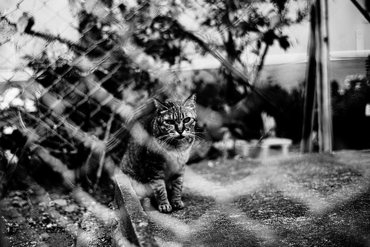 penkichi9's tweet photo. 職場近くの #ニャン
金網越しの #シマネコ
#Nikon #Z5
#Planar50mm F1.4
#猫 #cat
#carlzeiss
#Monochrome
#b_w https://t.co/wN0X7YQM7N