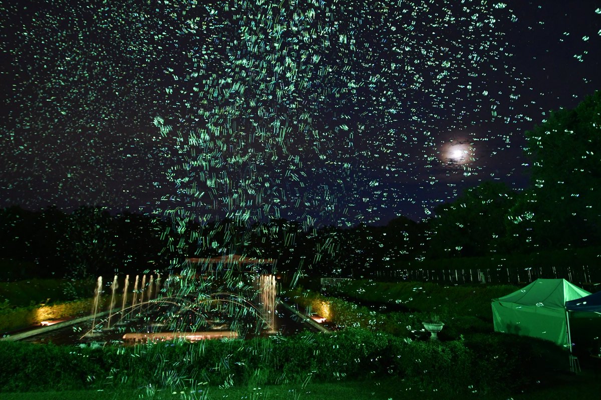 78KOBA's tweet photo. #大温室夜間公開 #神代植物公園 
今日は、夜間公開は初めて行って来ました。
ホタルの光、飛んでいたのと同じように、シャボン玉を沢山飛んで、光の色、カラフルに変えて演出したバブルミネーションです。 https://t.co/dbCROjWCpY