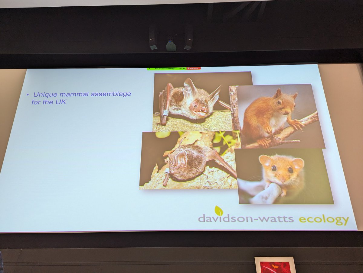 Bat Conservation Trust tweet media