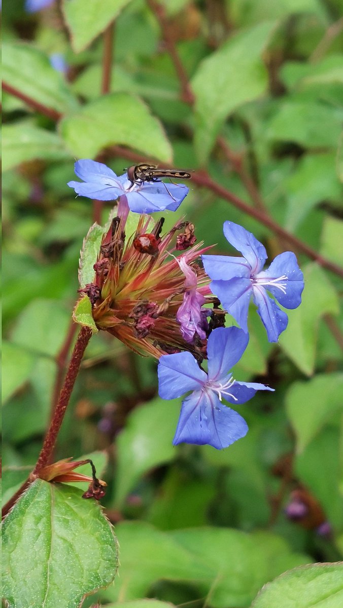 Andy Tudbury MCIHort tweet media