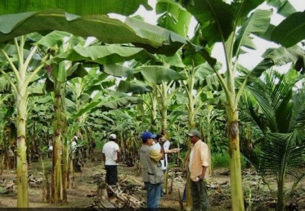 EstatalComercio's tweet photo. Feria Agropecuaria en Guantánamo.
#Cuba 🇨🇺 🌹 ♥️
@MINCINCUBA 🇨🇺 🌹 🌹
#DEC Gtmo 🇨🇺 🌹 https://t.co/7Ir6NlpnJI