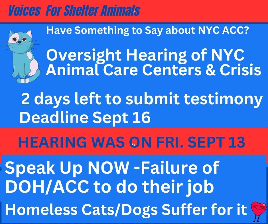 NYC ACC put in their place at hearing. "You are not doing your job" says council member. When will we hear "DOH/ACC you're fired"  Send in your Testimony. 1 day left.  bit.ly/4d23bzO <a href="/NYCDEATHROWCATS/">NYC's DEATH ROW CATS</a>
<a href="/Greg_Feely/">Zur En Arrh</a> <a href="/tkjrrmj/">P.J. K. Jennings</a> <a href="/Sravana909/">Sravana</a> <a href="/PhaedraXTeddy/">Phaedra</a>
<a href="/CarolTedfo44991/">Carol Tedford</a> #puppy