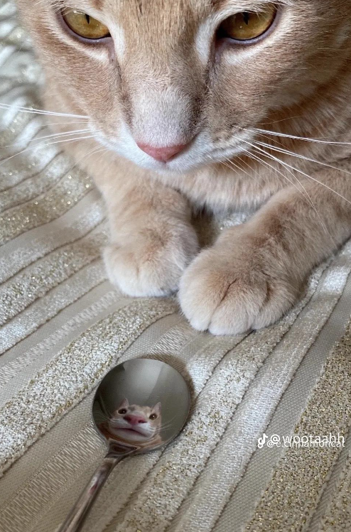 animals going goblin mode (@mischiefanimals) on Twitter photo 