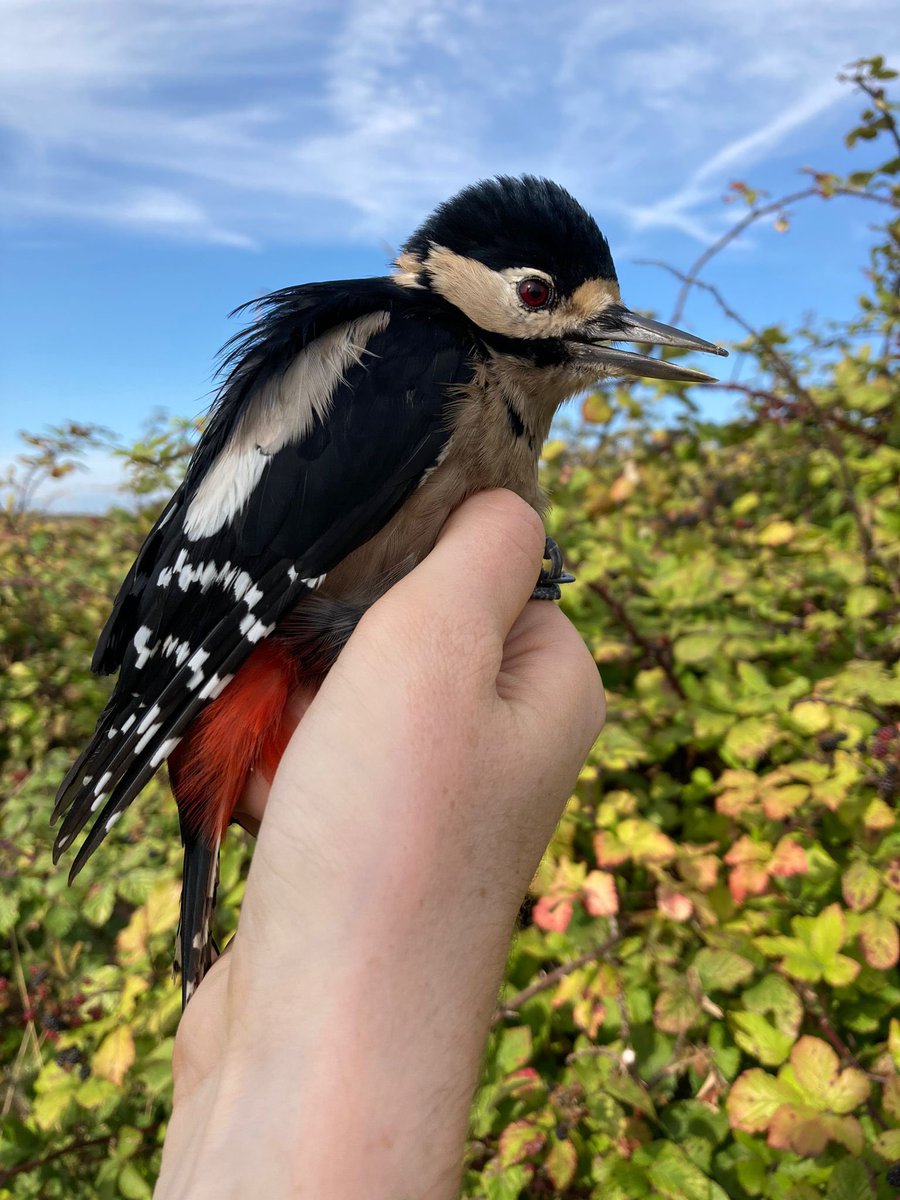 A glorious day for passage at Gunners Park 😎

81 birds were caught (New/Retrap)

Goldfinch 28/1
Blackcap 11/1
Chiffchaff 8
Dunnock 7/2
B Tit 6
G Tit 3/2
Woodpigeon 2
Willow Warbler 2
Greenfinch 2
Robin 1/1
Sedge Warbler 1
House Sparrow 1
G S Warbler 1
Cetti’s Warbler 0/1