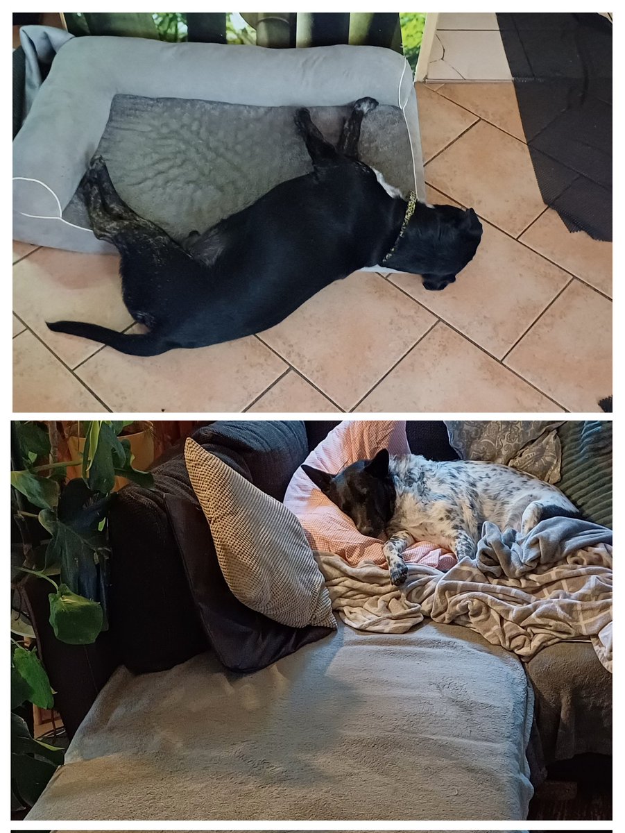 Einer muss fast auf den Boden schlafen und der andere ist Prinz auf der Erbse🤭