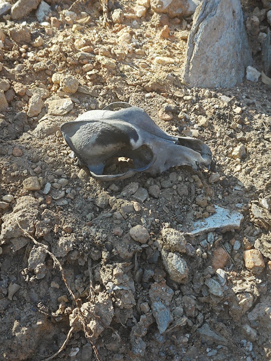 Ήρθαμε να ταϊσουμε αλεπούδες κι ελάφια. Βρήκαμε τα κρανία τους

#Πεντέλη #φωτιές #ΝΔ