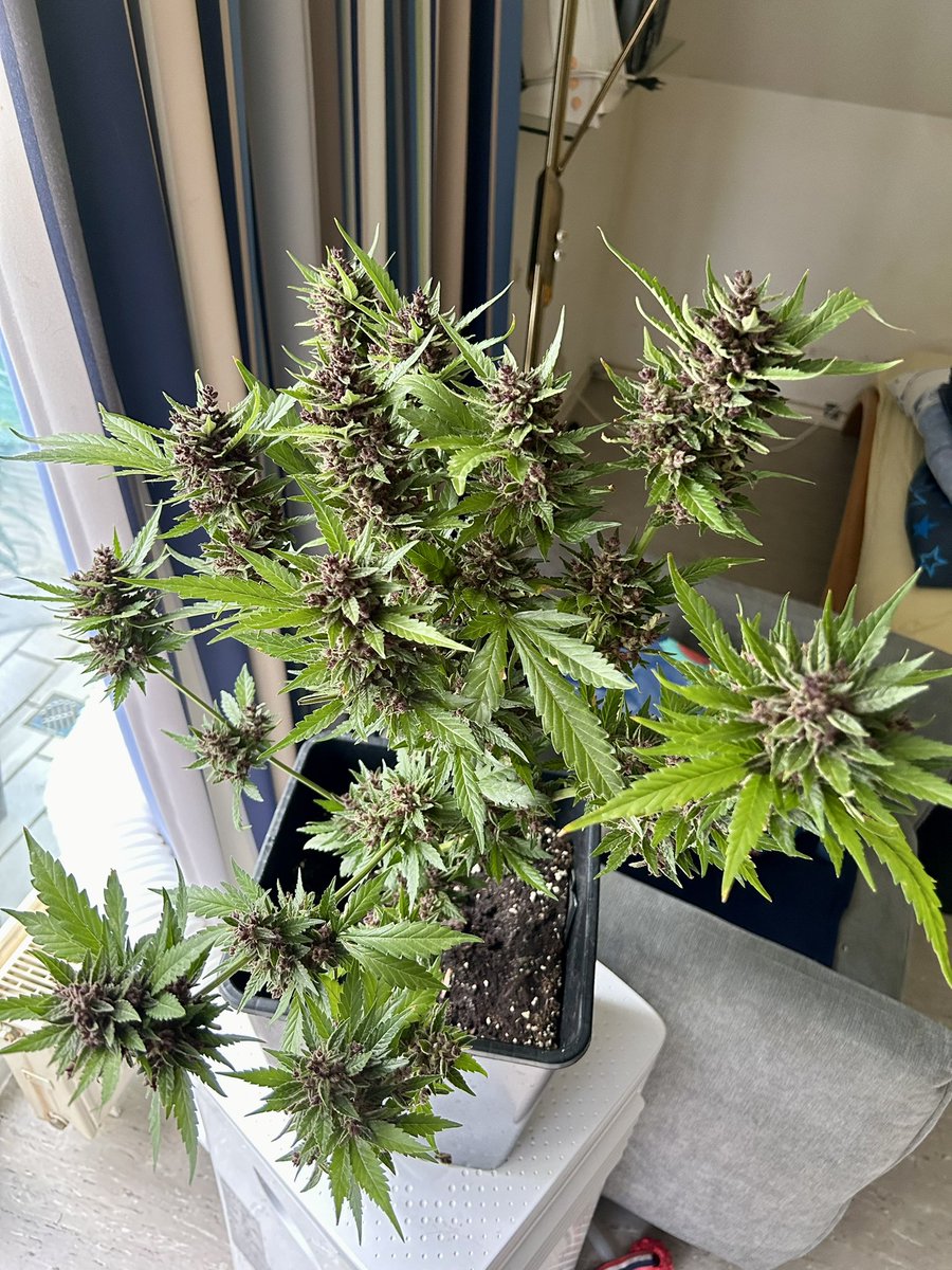 So, die Pflanze wird Montag geerntet, ist eine Banana Purple Punch von #fastbuds und steht seit anfang Mai Outdoor, ich finde sie hat sich schön entwickelt, ich glaub da wächst auch nic mehr 👍😎 
Oh mann, das wird schönes gras geben ✌️ #cannabis #Legalisierung #grow #growing