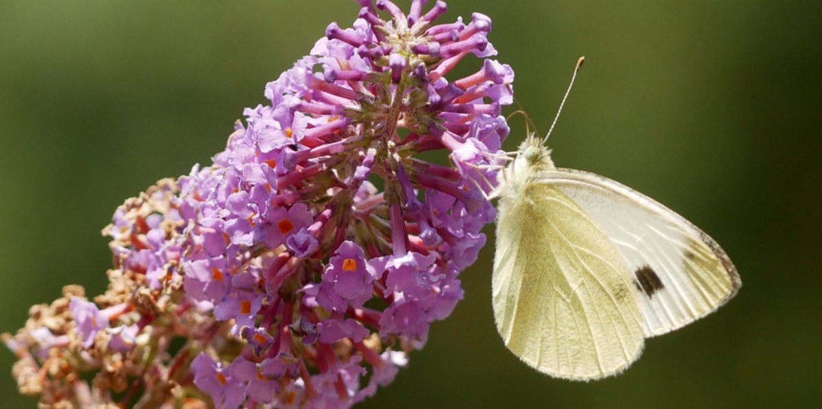 chrisvanswaay's tweet photo. The Southern Small White (Pieris mannii, scheefbloemwitje) is the most abundant Pieris-white in my village at the moment, which is for the first time. The species apparently profited from the combination of a wet spring and a hot summer. https://t.co/VybEWxc3sc