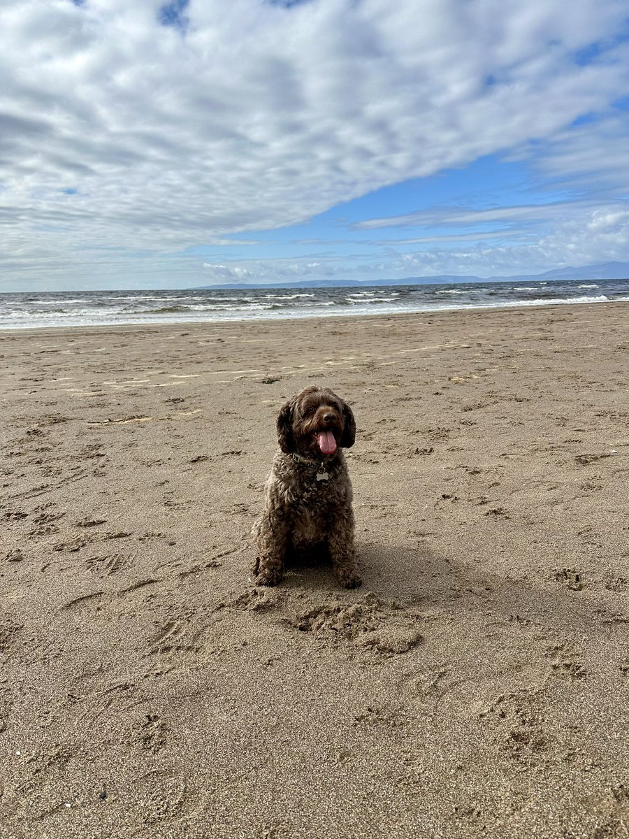 Happy sunny Sunday!
Living my best life #beachwalkies 🐾🐾