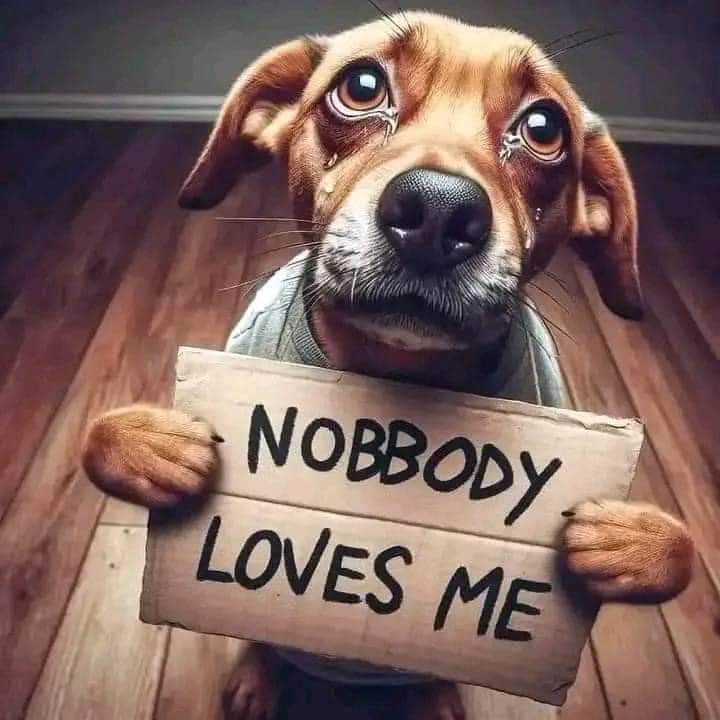 Happy Dog tweet media