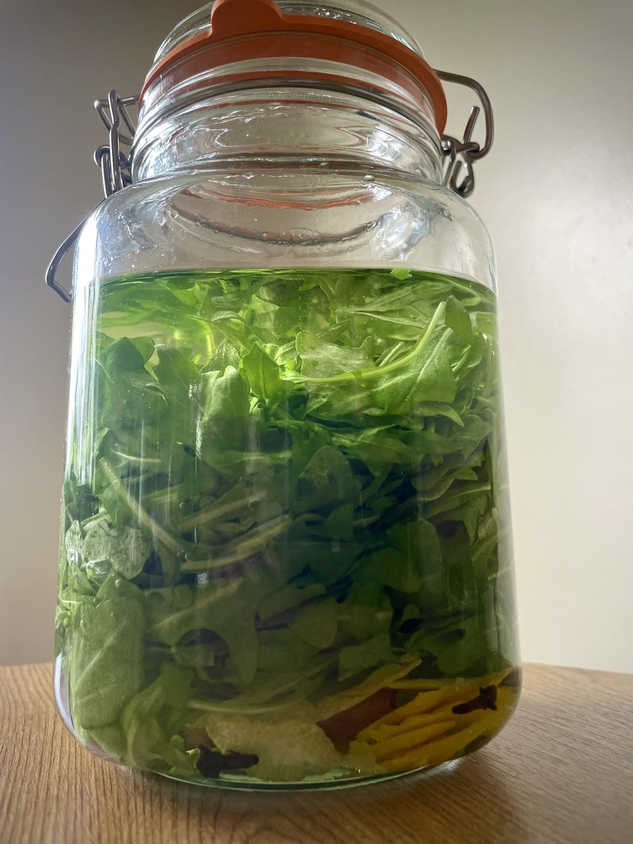 First attempt at Rucolino, a little-known, rocket/arugula-based amaro/liqueur made on Ischia, a small island off the coast of Napoli, is underway. Right now, everything is macerating in 96% abv grain alcohol where it will stay for a couple weeks prior to adding a simple syrup🤘🇮🇹