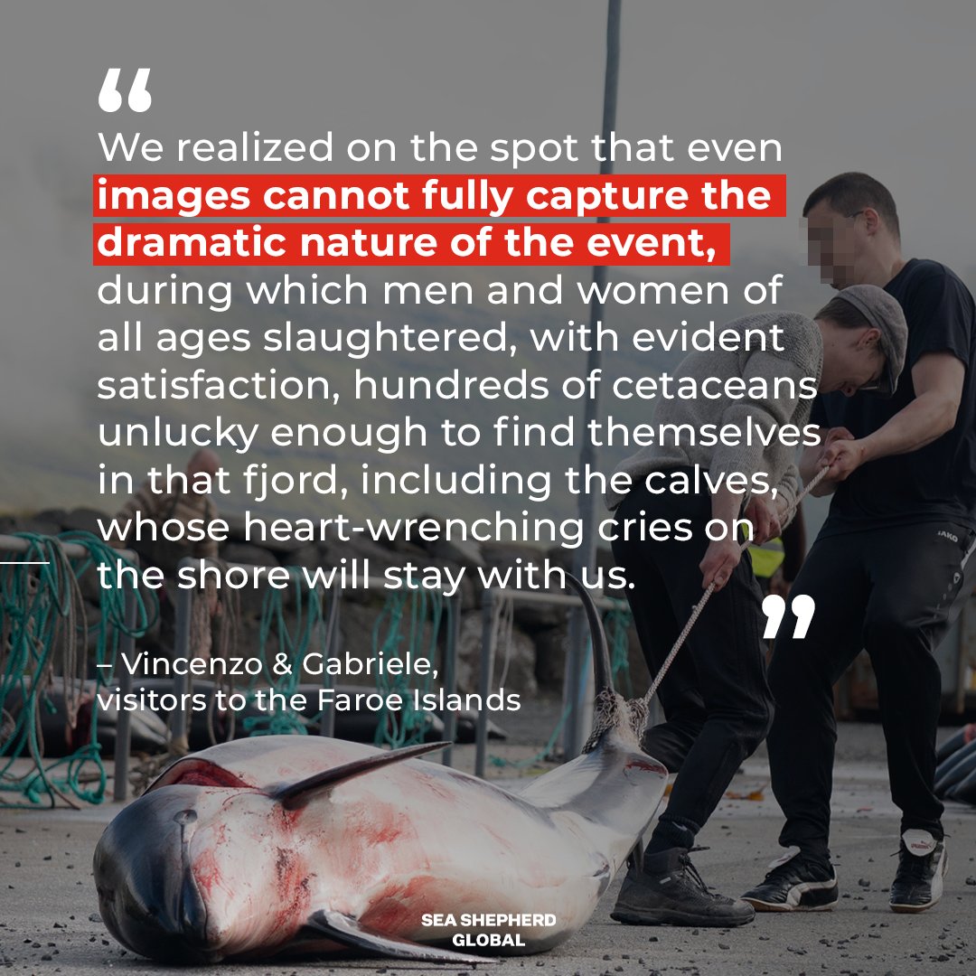 After witnessing the latest #grind, two tourists reached out to #SeaShepherd with an eye-opening account. Their letter provides a unique perspective on the brutality of this tradition through the eyes of those who never expected to see it. Read it here: seashepherdglobal.org/latest-news/to…