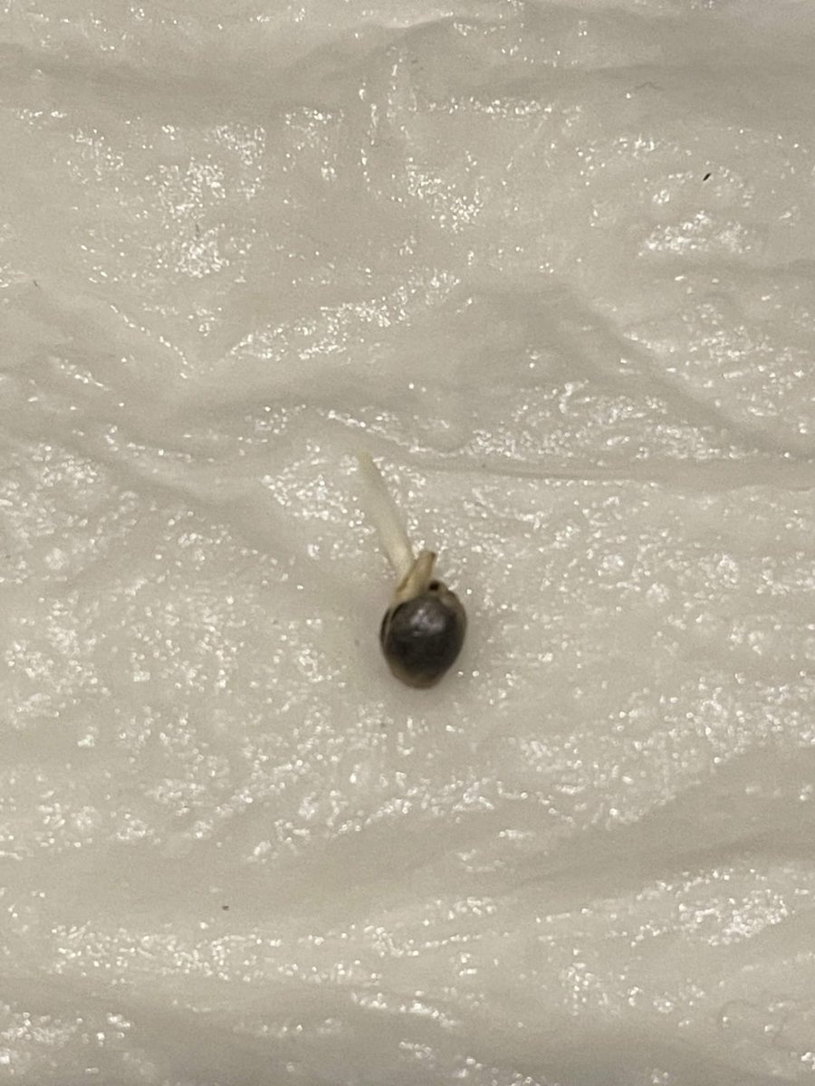 KannabiaGlobal's tweet photo. ▶️ Discover how to germinate #seeds and other useful (and interesting) tricks to ensure success in #germinating your seeds, by following this link: 
https://t.co/Wm2xhniK2n

📷 Our Pineapple Dream in its early stages and the fantastic plant it became!! 💯👌🎉🌱🌲🧡💚 https://t.co/c1U639gj1M
