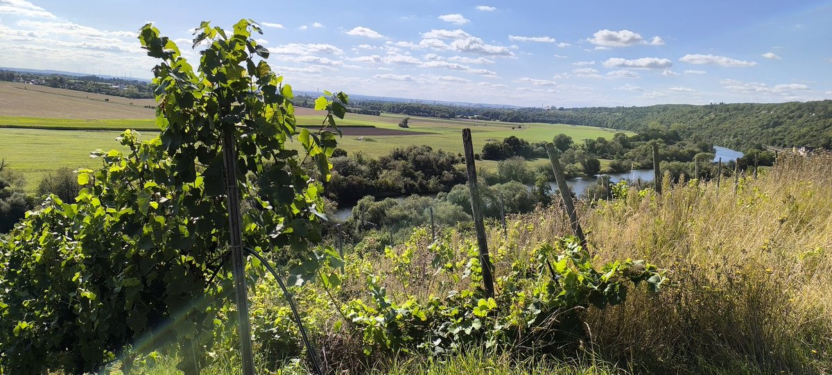19Kath93's tweet photo. #Mainberg bei #Schonungen #Bavaria #Bayern #Germany #Deutschland #Franken #Franconia #Unterfranken #Weinberge https://t.co/0h0mjAfww7