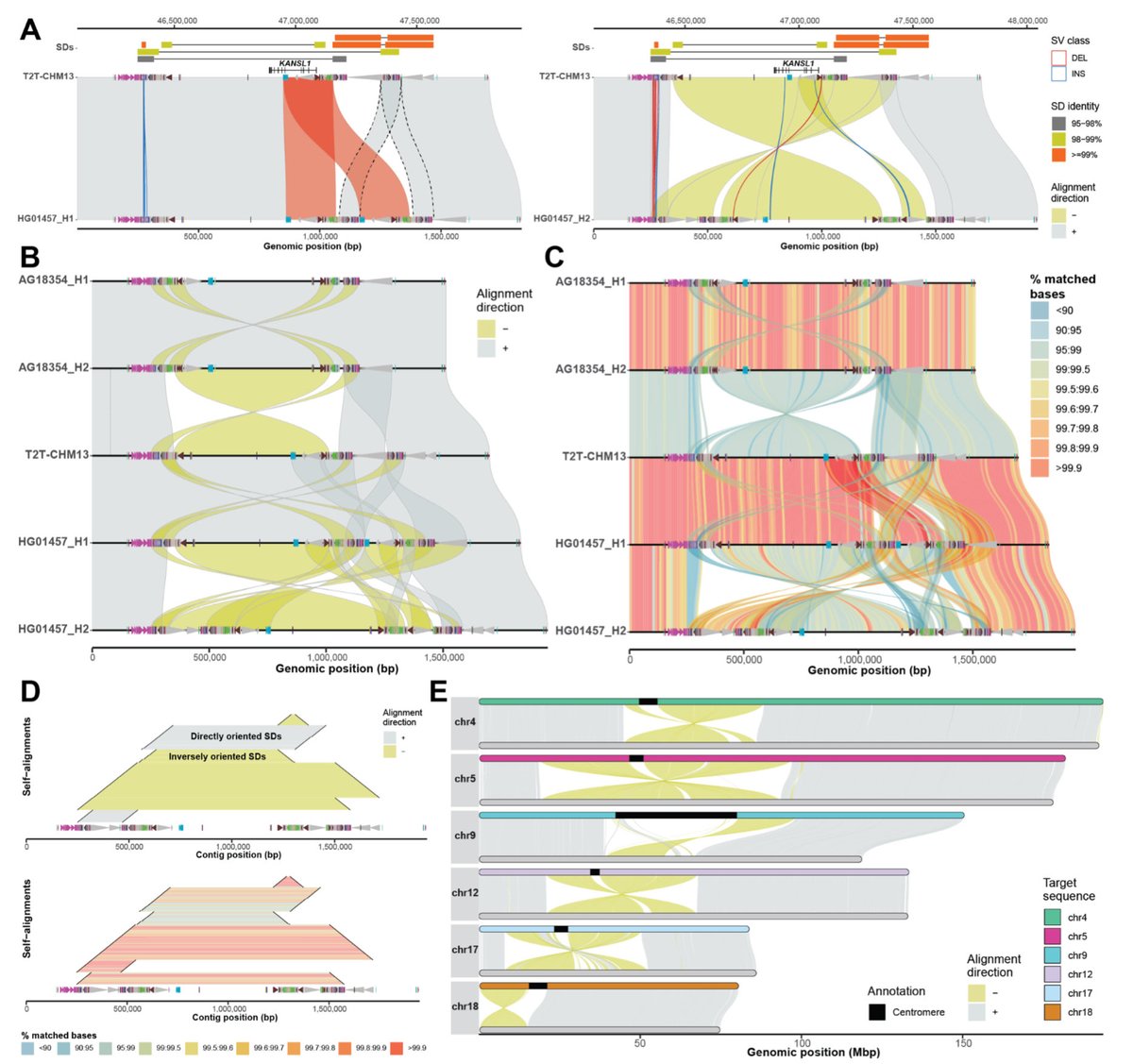SVbyEye: A visual tool to characterize structural variation among whole genome assemblies biorxiv.org/content/10.110…