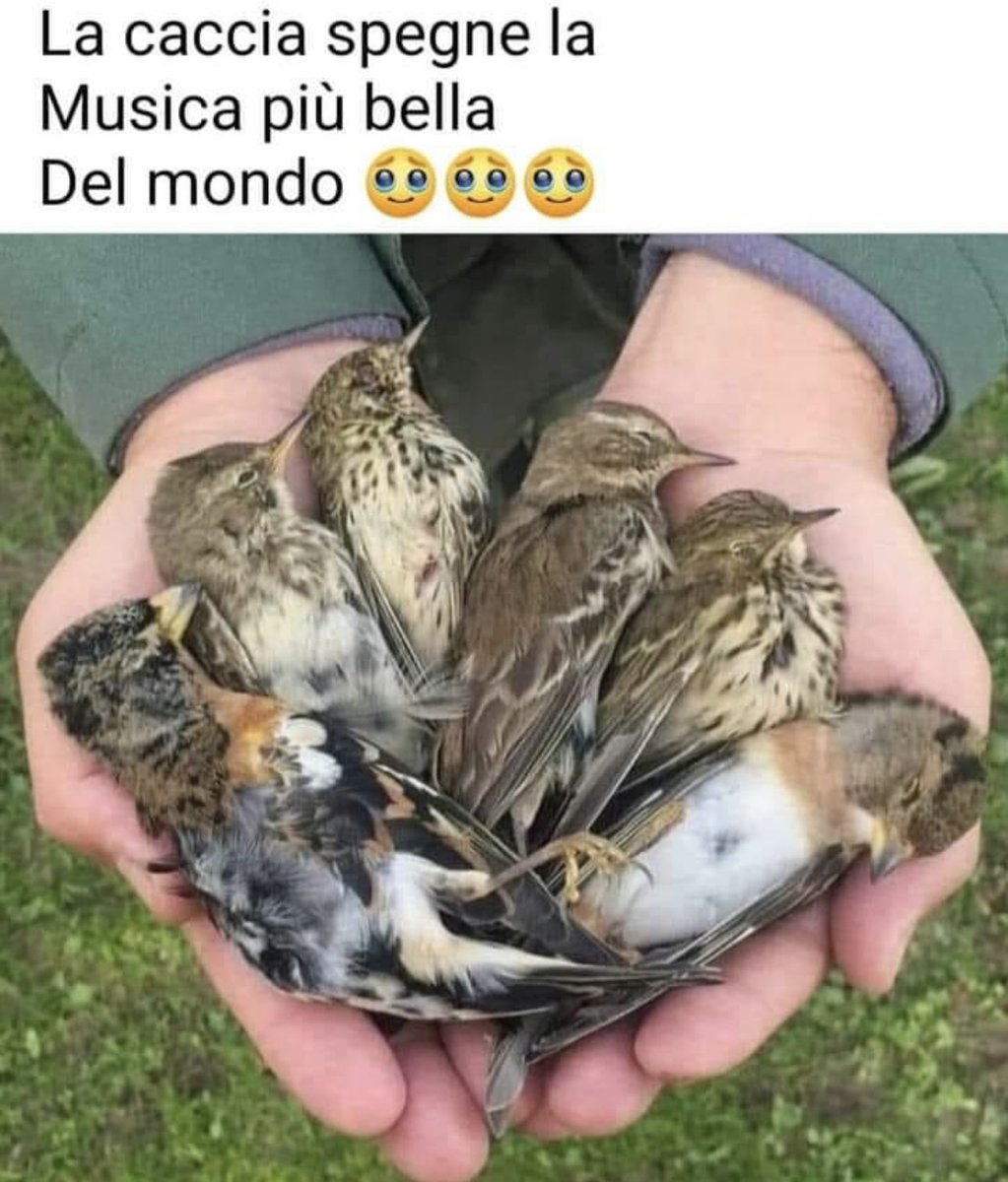 francy_1970's tweet image. 💔 La caccia uccide la musica più bella del mondo (dal web)

#stopcaccia 
#caccia
#cacciatori
#cacciatore 
#animali
#animaliliberi 
#bastacacciatori 
#animaliselvatici