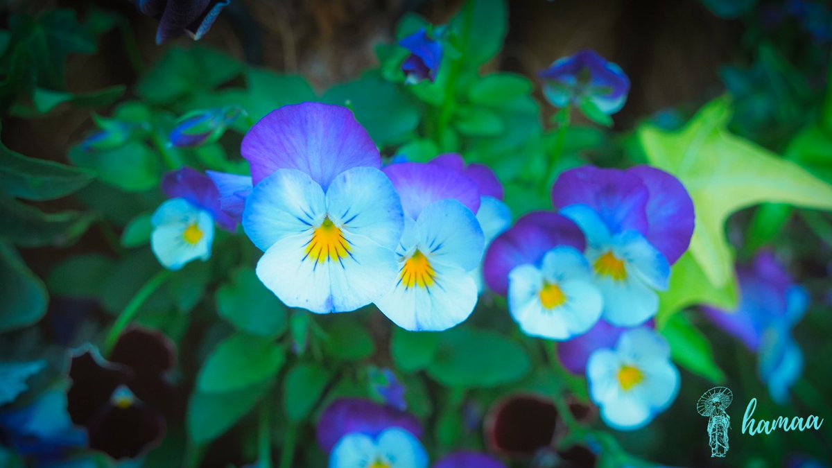 hamaa_masamusi's tweet photo. 今日も好きな事をして良い一日を
おはようございます
#写真好きな人と繋がりたい
#photography https://t.co/JFzjkXtsIN