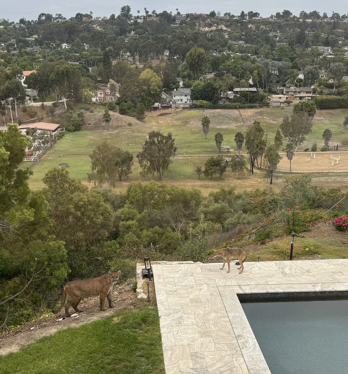 michael_sharp's tweet image. I was coming back home from an early morning podcast walk and saw a coyote hiding in my backyard. I shouted to my kids to make sure the dog was inside and then this happened.