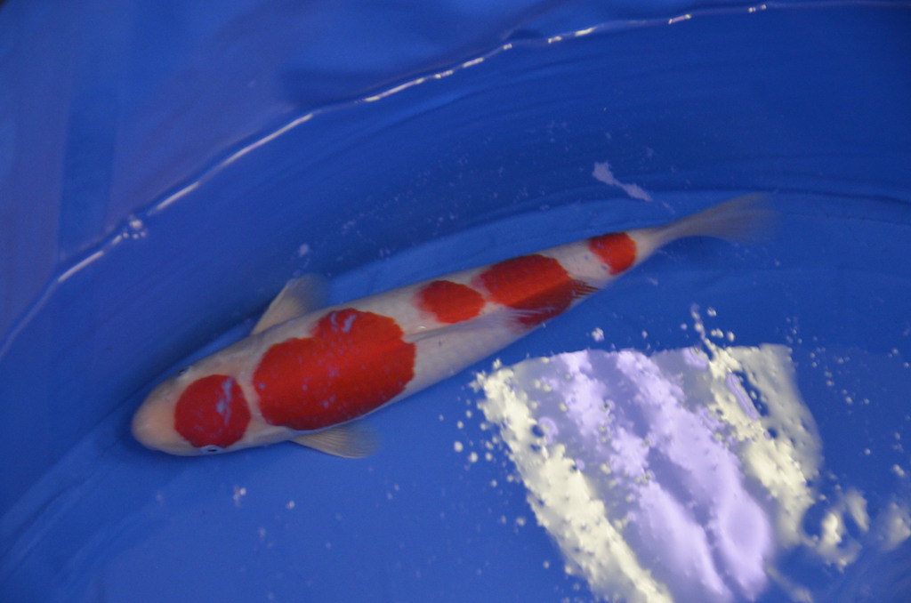 This weekend the Kent Event Centre will welcome back the All England Koi Carp Show! The show is one of the largest Koi shows in the UK and is widely regarded as the best show of the year! 

Follow this link if you would like to attend the show- bit.ly/49LUYin