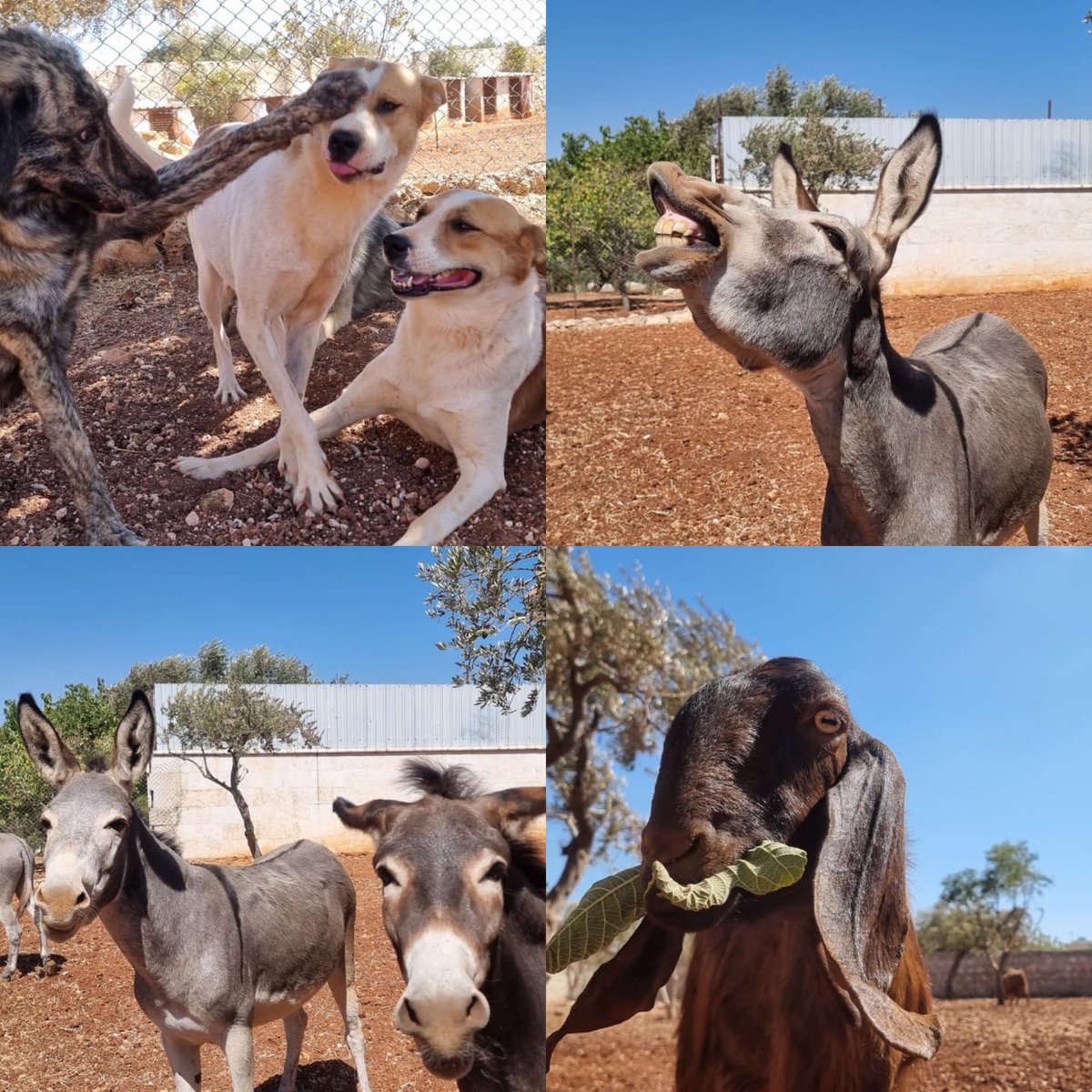 Ernesto’s Sanctuary for Syrian Cats tweet media