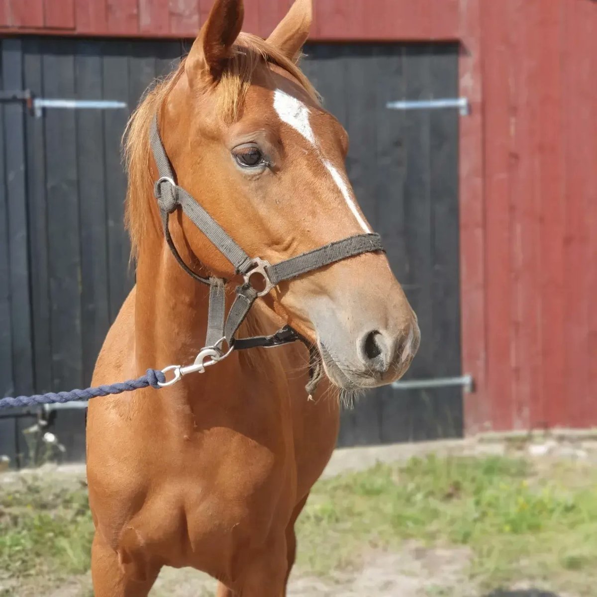 💥GRATIS ANDELSHÄST💥
❤️CARISMA T.T.❤️
e Monark Newmen-Amoa Queen 
Andelshäst skänkes 
100 kr per 1/20 del
Månadsavgift ca 800 kronor 
1-åriga CARISMA T.T. kommer tränas av Fredrik Persson och administreras av Stall Ofcourse. 
In på Stall Ofcourse och teckna er för en andel!