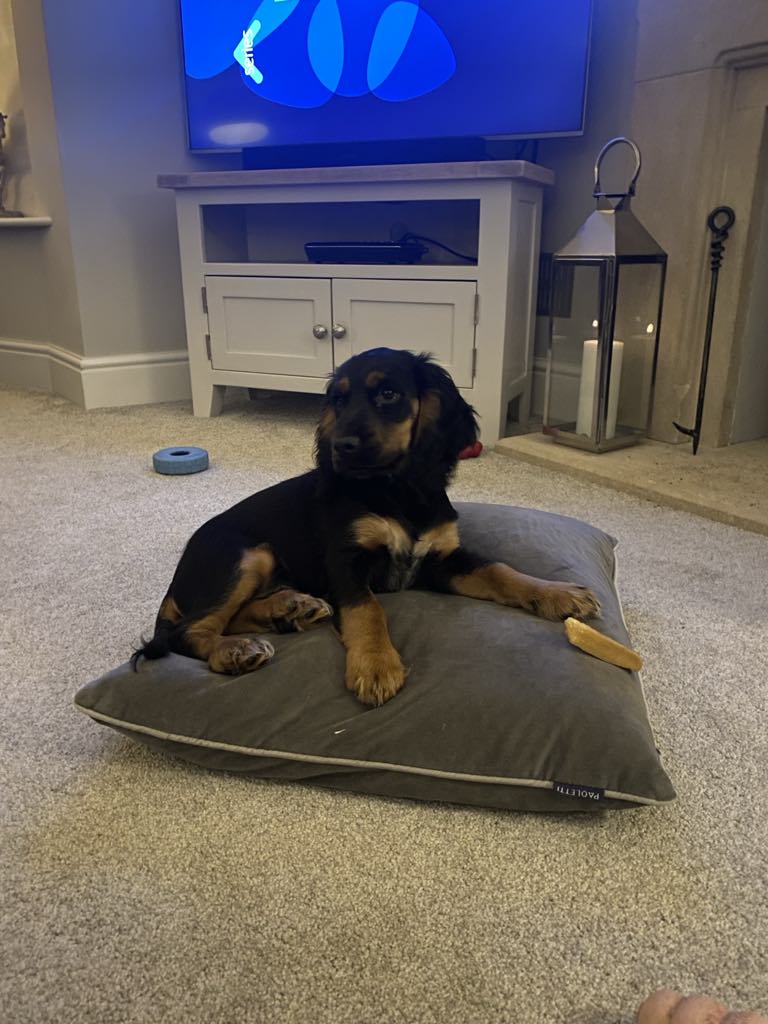 Toby Shepherd tweet media