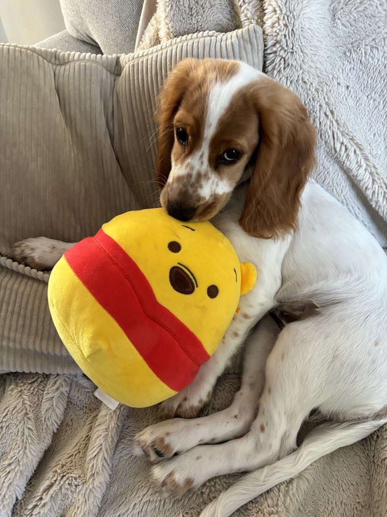 Toby Shepherd tweet media