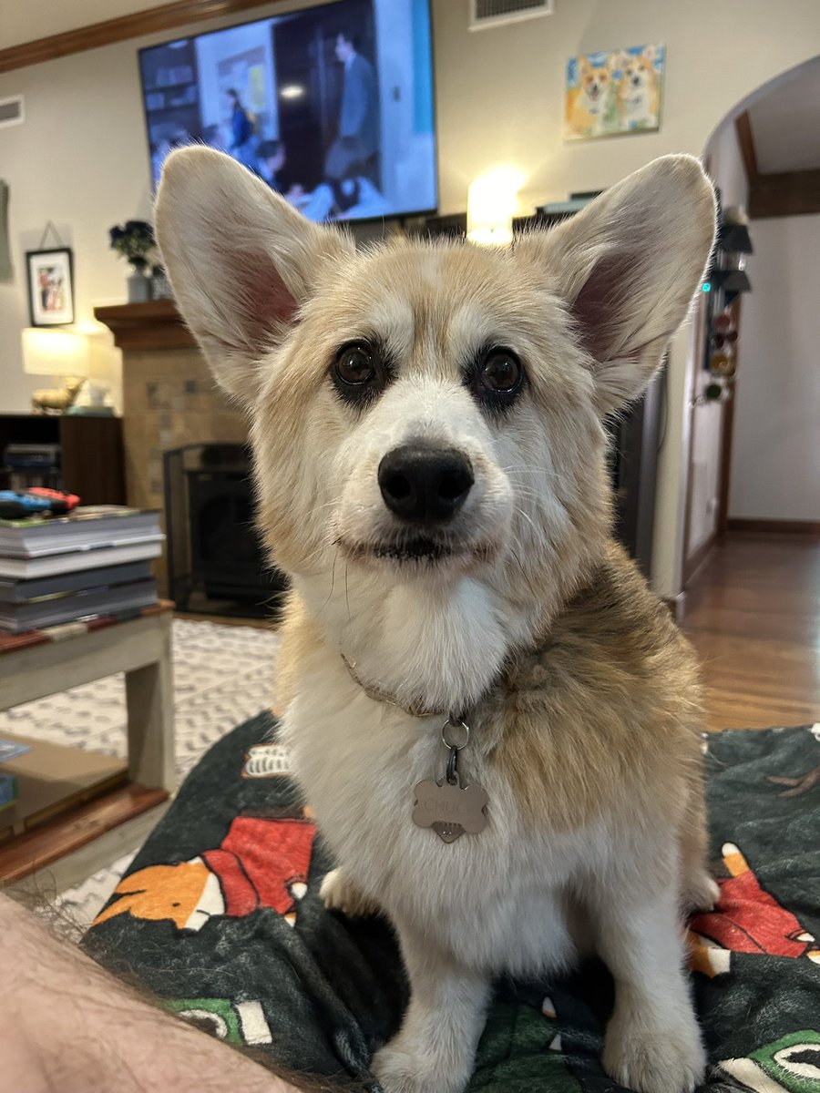 Corgi_Lover7's tweet photo. Good morning https://t.co/wriBaUuZWO
