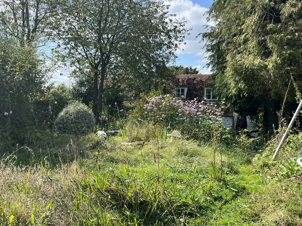 NOTES FROM AN ENGLISH VILLAGE - Day 2
Started to clear a space for a shed, then sat down and looked across the garden in the September sunshine.