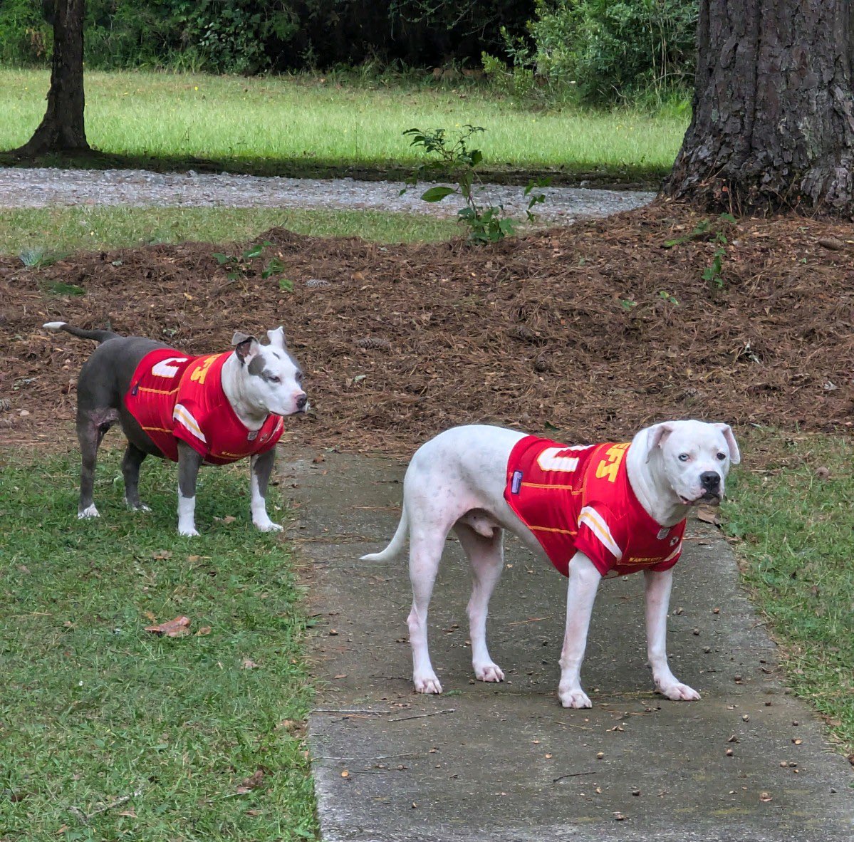 Go Chiefs! #ChiefsKingdom