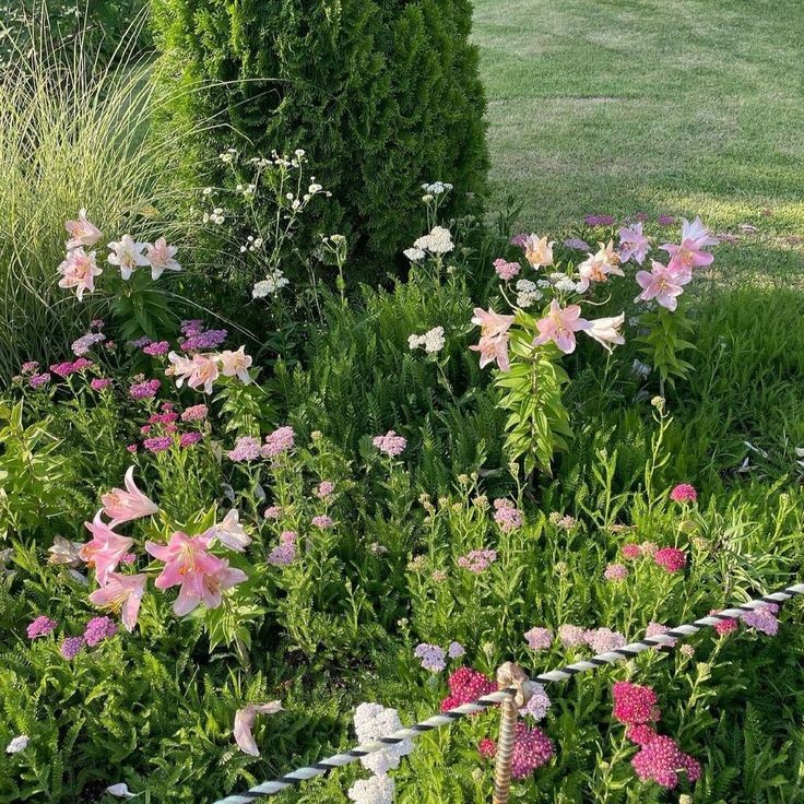 onlyyouforeveer's tweet photo. Lilies . https://t.co/WIm7kZh8eo